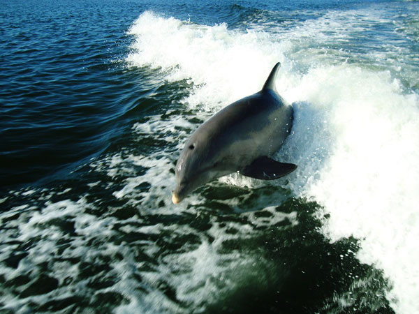 Adventure parasail dolphins